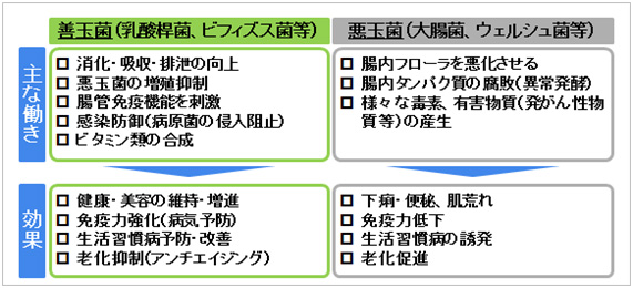 善玉菌と悪玉菌の働き